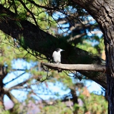 Cracticus torquatus (Grey Butcherbird) at Mogareeka, NSW - 10 Jun 2018 by RossMannell