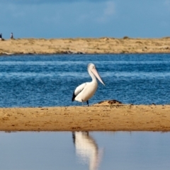 Pelecanus conspicillatus (Australian Pelican) at Mogareeka, NSW - 10 Jun 2018 by RossMannell