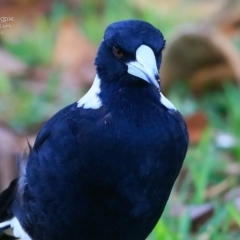 Gymnorhina tibicen (Australian Magpie) at Burrill Lake, NSW - 22 Mar 2016 by Charles Dove