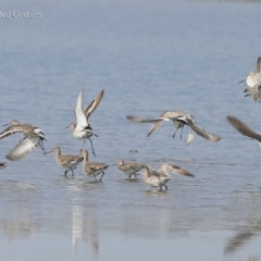 Limosa limosa (Black-tailed Godwit) at Jervis Bay National Park - 22 Mar 2016 by Charles Dove