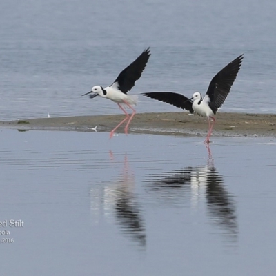 Himantopus leucocephalus (Pied Stilt) at Jervis Bay National Park - 22 Mar 2016 by Charles Dove