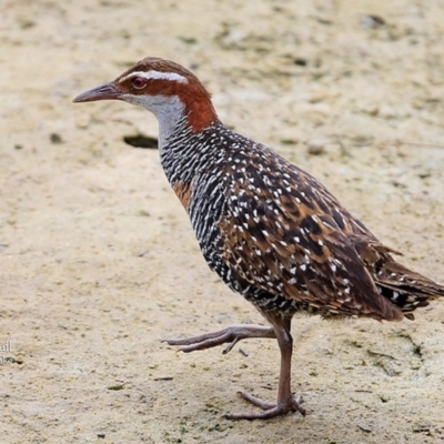 Gallirallus philippensis (Buff-banded Rail) at Burrill Lake, NSW - 21 Mar 2016 by Charles Dove