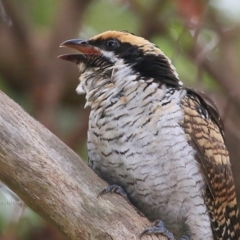 Eudynamys orientalis (Pacific Koel) at Mollymook, NSW - 21 Mar 2016 by CharlesDove
