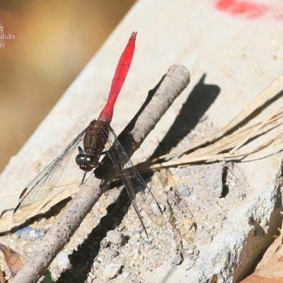 Orthetrum villosovittatum (Fiery Skimmer) at Ulladulla, NSW - 23 Mar 2016 by Charles Dove