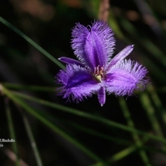 Thysanotus juncifolius (Branching Fringe Lily) at Ulladulla Reserves Bushcare - 21 Mar 2016 by Charles Dove