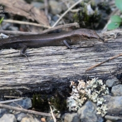 Lampropholis delicata (Delicate Skink) at Ulladulla, NSW - 19 Mar 2016 by Charles Dove