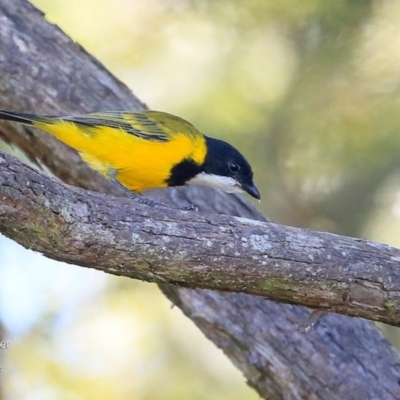 Pachycephala pectoralis (Golden Whistler) at Mollymook, NSW - 20 Mar 2016 by Charles Dove