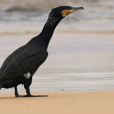 Phalacrocorax carbo (Great Cormorant) at Ulladulla, NSW - 26 Mar 2016 by CharlesDove