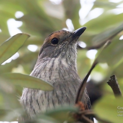 Colluricincla harmonica (Grey Shrikethrush) at Dolphin Point, NSW - 22 Mar 2016 by CharlesDove