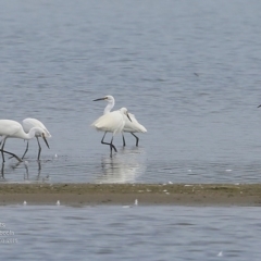 Egretta garzetta (Little Egret) at Jervis Bay National Park - 22 Mar 2016 by Charles Dove