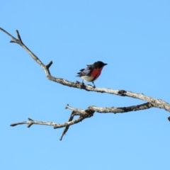 Dicaeum hirundinaceum at Tharwa, ACT - 14 Jun 2018