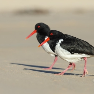 Haematopus longirostris (Australian Pied Oystercatcher) at Merimbula, NSW - 13 Jun 2018 by Leo