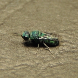 Primeuchroeus sp. (genus) at Pollinator-friendly garden Conder - 23 Dec 2017 10:32 PM