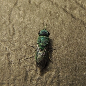 Primeuchroeus sp. (genus) at Pollinator-friendly garden Conder - 23 Dec 2017 10:32 PM