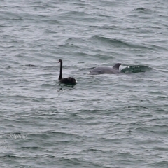 Cygnus atratus (Black Swan) at Ulladulla, NSW - 10 Mar 2016 by CharlesDove