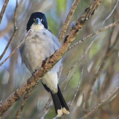 Cracticus torquatus (Grey Butcherbird) at Ulladulla, NSW - 8 Mar 2016 by CharlesDove