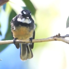 Rhipidura albiscapa (Grey Fantail) at Ulladulla, NSW - 7 Mar 2016 by Charles Dove