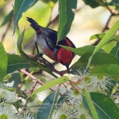 Myzomela sanguinolenta (Scarlet Honeyeater) at Ulladulla, NSW - 7 Mar 2016 by Charles Dove