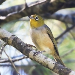 Zosterops lateralis (Silvereye) at Ulladulla, NSW - 8 Mar 2016 by CharlesDove