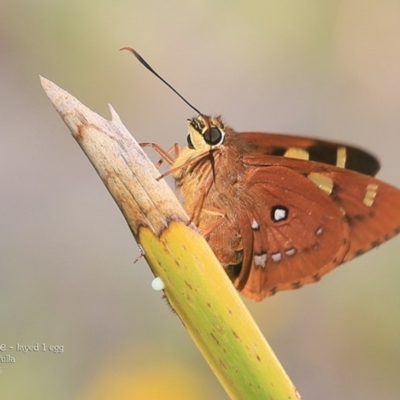 Trapezites symmomus (Splendid Ochre) at Ulladulla, NSW - 7 Mar 2016 by Charles Dove