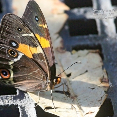Tisiphone abeona (Varied Sword-grass Brown) at  - 9 Mar 2016 by CharlesDove