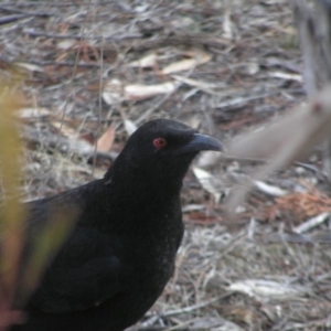 Corcorax melanorhamphos at Chifley, ACT - 9 Jun 2018