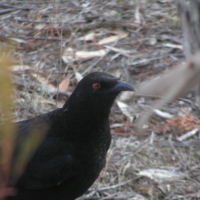 Corcorax melanorhamphos (White-winged Chough) at Mount Taylor - 9 Jun 2018 by MatthewFrawley