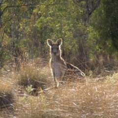 Macropus giganteus (Eastern Grey Kangaroo) at Chifley, ACT - 9 Jun 2018 by MatthewFrawley