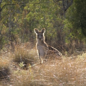 Macropus giganteus at Chifley, ACT - 9 Jun 2018