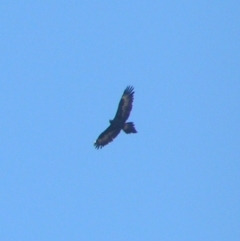 Aquila audax (Wedge-tailed Eagle) at Kambah, ACT - 10 Jun 2018 by MatthewFrawley