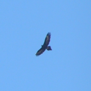 Aquila audax at Kambah, ACT - 10 Jun 2018 02:19 PM