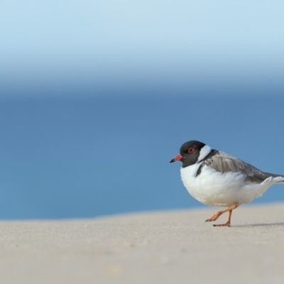 Charadrius rubricollis (Hooded Plover) at Eden, NSW - 15 Jun 2018 by Leo