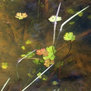 Ranunculus sp. at Fyshwick, ACT - 15 Jun 2018