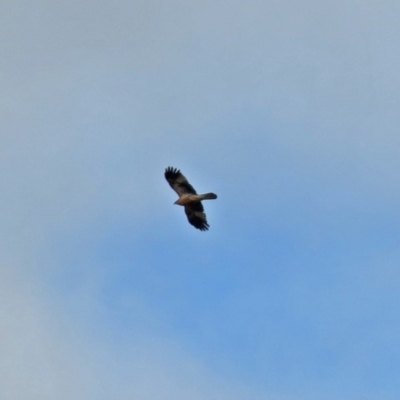 Haliastur sphenurus (Whistling Kite) at Fyshwick, ACT - 15 Jun 2018 by RodDeb