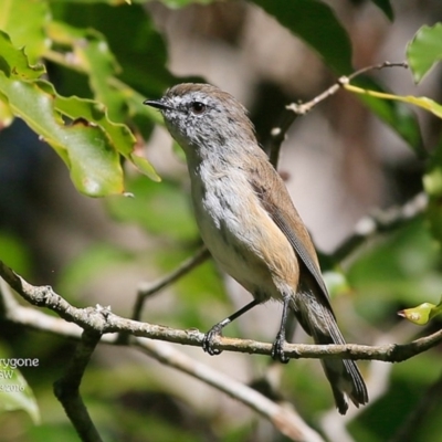 Gerygone mouki (Brown Gerygone) at Mollymook, NSW - 1 Mar 2016 by Charles Dove