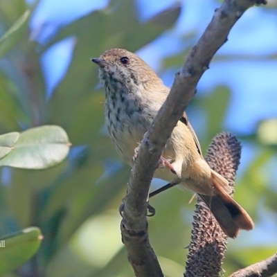 Acanthiza pusilla (Brown Thornbill) at Mollymook, NSW - 3 Mar 2016 by CharlesDove