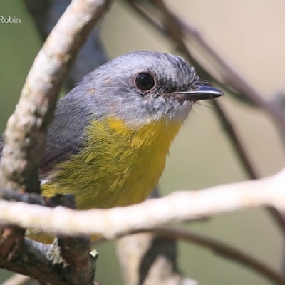 Eopsaltria australis (Eastern Yellow Robin) at Mollymook Beach, NSW - 3 Mar 2016 by CharlesDove