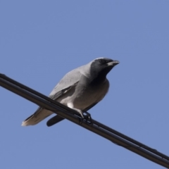 Coracina novaehollandiae (Black-faced Cuckooshrike) at Farrer Ridge - 14 Jun 2018 by AlisonMilton