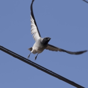 Coracina novaehollandiae at Farrer, ACT - 14 Jun 2018