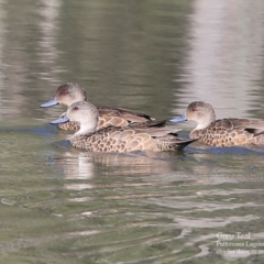 Anas gracilis (Grey Teal) at Lake Conjola, NSW - 1 Mar 2016 by CharlesDove