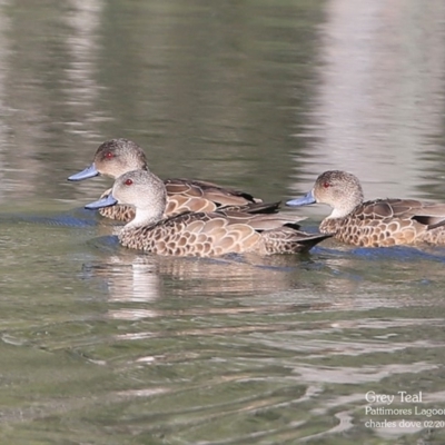 Anas gracilis (Grey Teal) at Lake Conjola, NSW - 1 Mar 2016 by CharlesDove