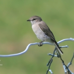 Microeca fascinans (Jacky Winter) at Yatte Yattah, NSW - 4 Mar 2016 by CharlesDove