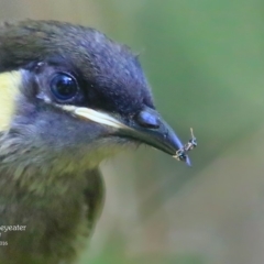 Meliphaga lewinii (Lewin's Honeyeater) at Mollymook, NSW - 2 Mar 2016 by Charles Dove
