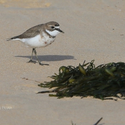 Anarhynchus bicinctus (Double-banded Plover) at Undefined - 28 Jun 2016 by Charles Dove