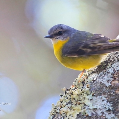 Eopsaltria australis (Eastern Yellow Robin) at Lake Tabourie, NSW - 28 Jun 2016 by CharlesDove