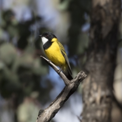 Pachycephala pectoralis (Golden Whistler) at Farrer, ACT - 14 Jun 2018 by Alison Milton