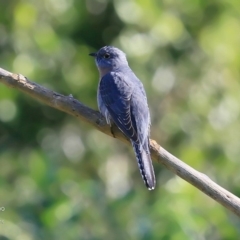 Cacomantis flabelliformis (Fan-tailed Cuckoo) at - 29 Jun 2016 by Charles Dove