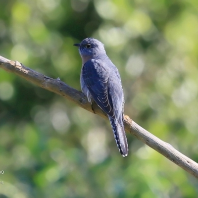 Cacomantis flabelliformis (Fan-tailed Cuckoo) at  - 30 Jun 2016 by CharlesDove