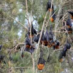 Pteropus poliocephalus (Grey-headed Flying-fox) at Undefined - 30 Jun 2016 by CharlesDove