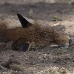 Vulpes vulpes (Red Fox) at Farrer Ridge - 14 Jun 2018 by Alison Milton